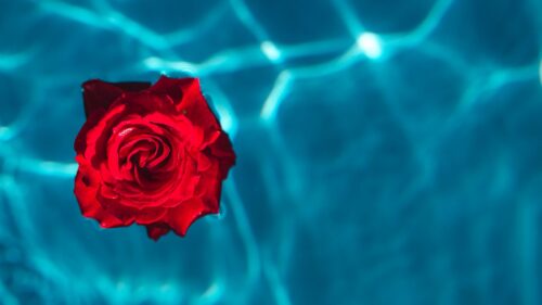 Rose, Bud, Water Wallpapers Free Download