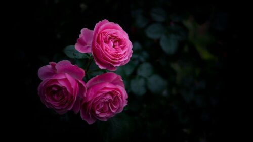 Rose, Buds, Bush Wallpapers Free Download