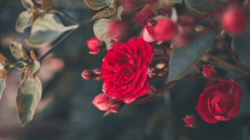 Rose, Bush, Bloom Wallpapers Free Download