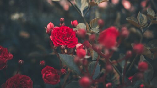 Rose, Bush, Bud Wallpapers Free Download