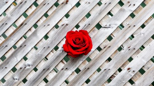Rose, Fence, Wall Wallpapers Free Download