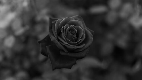 Rose, Flower, BW Wallpapers Free Download