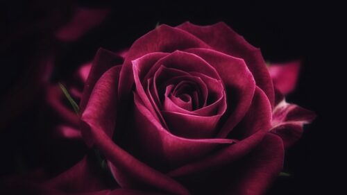 Rose, Flower, Close Up, Petals Wallpapers Free Download