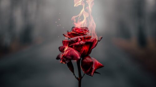 Rose, Flower, Fire Wallpapers Free Download