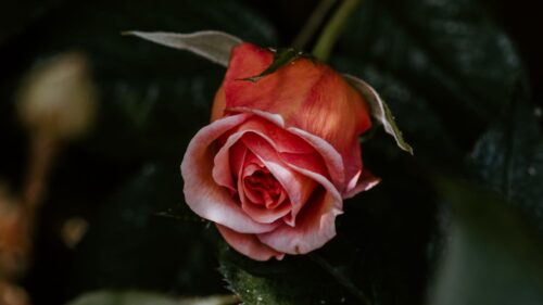 Rose, Flower, Pink Wallpapers Free Download