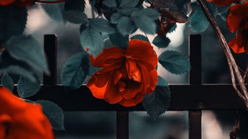 Rose, Garden, Bush Wallpapers Free Download
