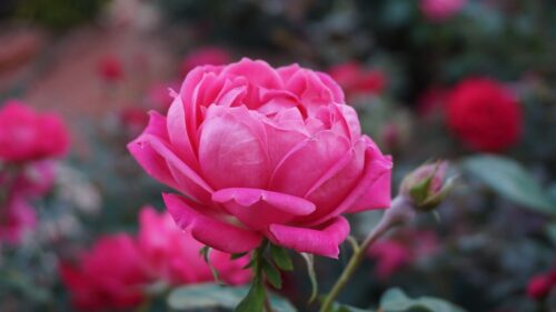 Rose, Pink, Flower, Bud, Petals Wallpapers Free Download