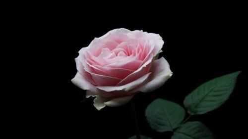 Rose, Pink Wallpapers Free Download (2)