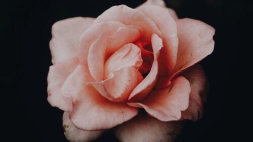 Rose, Pink Wallpapers Free Download