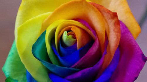 Rose, Rainbow, Bud, Colorful Wallpapers Free Download