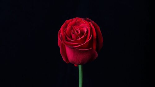 Rose, Red, Bud Wallpapers Free Download (2)