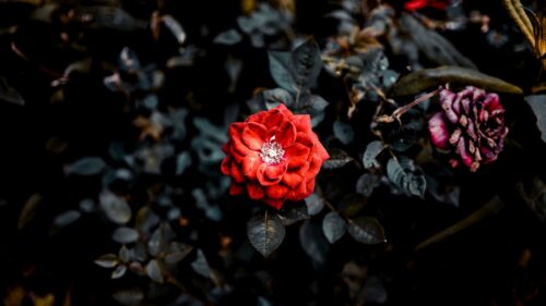 Rose, Red, Bud Wallpapers Free Download