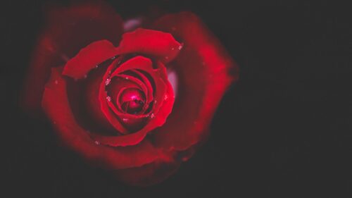 Rose Red, Drops, Close Up Wallpapers Free Download