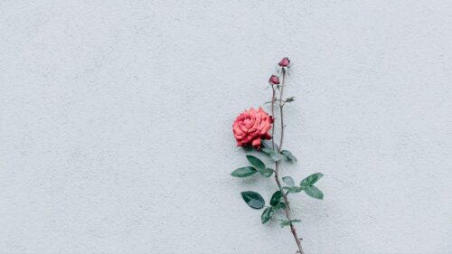 Rose, Wall, Minimalism Wallpapers Free Download