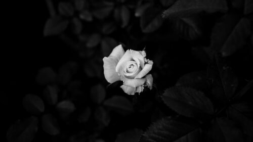 Rose, White, Flower Wallpapers Free Download