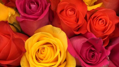 Roses, Bouquet, Buds Wallpapers Free Download