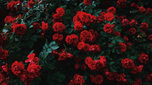 Roses, Bush, Bloom Wallpapers Free Download