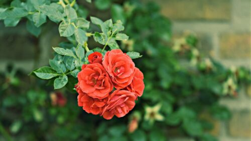 Roses, Bush, Buds Wallpapers Free Download