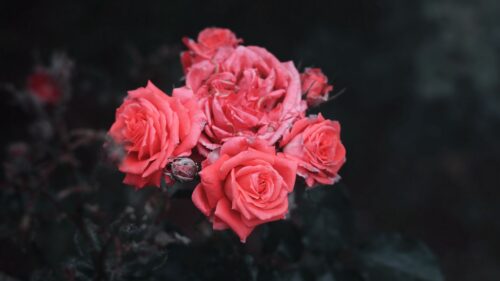 Roses, Bush, Buds Wallpapers Free Download