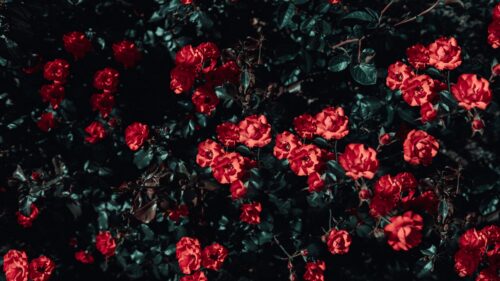 Roses, Bush, Garden Wallpapers Free Download