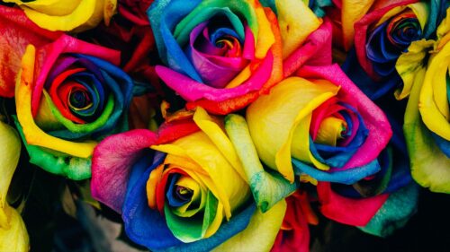 Roses, Colorful, Rainbow Wallpapers Free Download