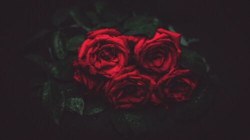 Roses, Drops, Buds, Dark Wallpapers Free Download