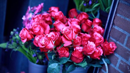 Roses, Flower, Flowers Wallpapers Free Download
