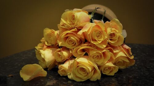 Roses, Flower, Yellow Wallpapers Free Download