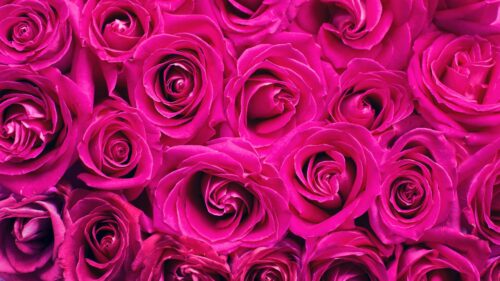 Roses, Pink, Flowers Wallpapers Free Download