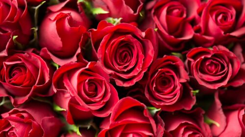 Roses, Red, Flowers Wallpapers Free Download