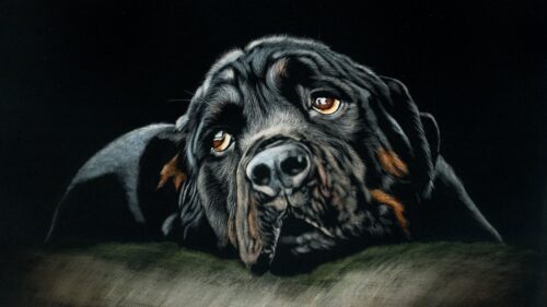 Rottweiler, Dog, Black Wallpapers Free Download
