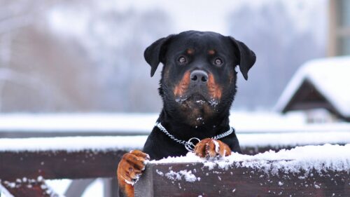 Rottweiler, Dog, Snow Wallpapers Free Download