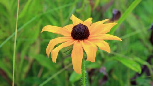 Rudbeckia, Hirta, Blackeyed Wallpapers Free Download