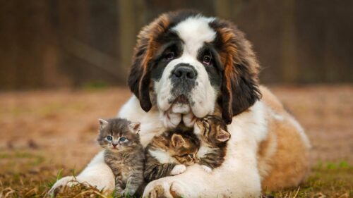 Saint, Bernard, Dog Wallpapers Free Download
