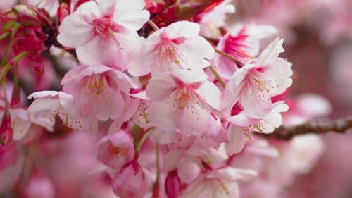 Sakura, Flowering, Branch Wallpapers Free Download