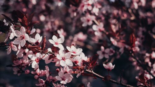 Sakura, Flowers, Branches Wallpapers Free Download