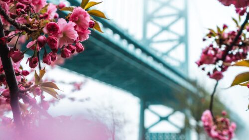 Sakura, Flowers, Pink Wallpapers Free Download (2)