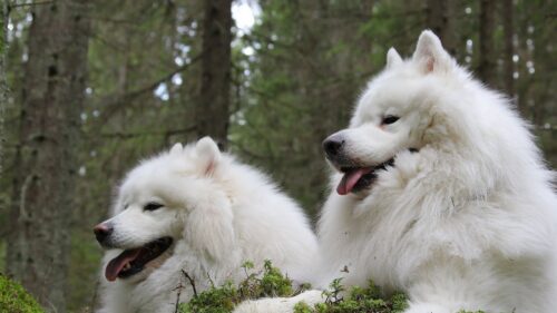 Samoyed, Dog, Samoyed, Dogs Wallpapers Free Download