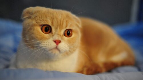 Scottish, Fold, Cat, Breed Wallpapers Free Download