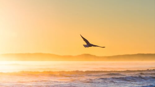 Seagull, Bird, Field Wallpapers Free Download