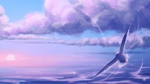 Seagull, Bird, Flight Wallpapers Free Download