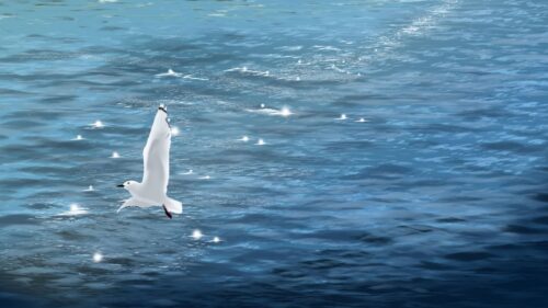 Seagull, Bird, Sea Wallpapers Free Download