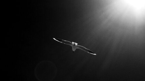 Seagull, Bird, Sky Wallpapers Free Download