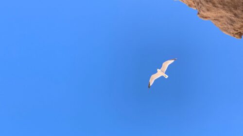Seagull, Flight, Rocks Wallpapers Free Download