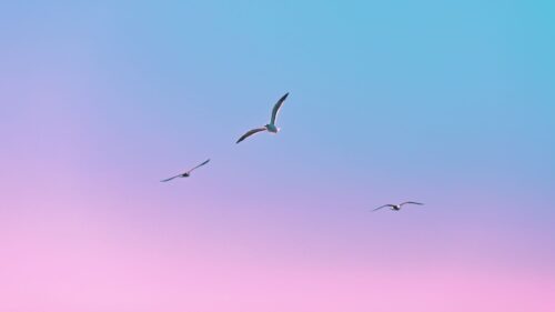 Seagulls, Birds, Flight Wallpapers Free Download