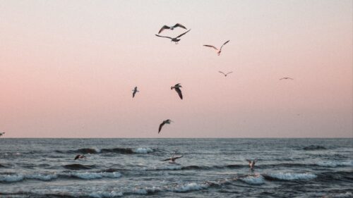 Seagulls, Birds, Sea Wallpapers Free Download