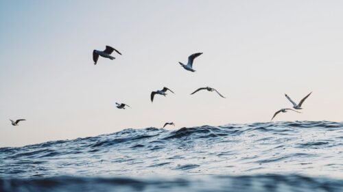 Seagulls, The, Ocean Wallpapers Free Download