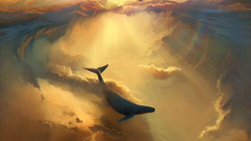 Shark, Dolphin, Sea Wallpapers Free Download
