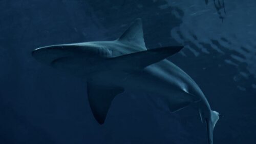 Shark, Predator, Fish Wallpapers Free Download