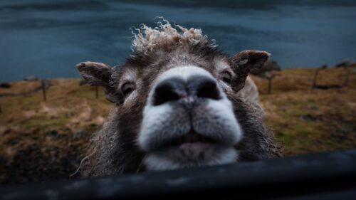 Sheep, Funny, Animal Wallpapers Free Download